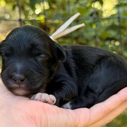Lurch - Black and white male Aussiedoodle puppy in Mulino, Oregon from Korbella Farm