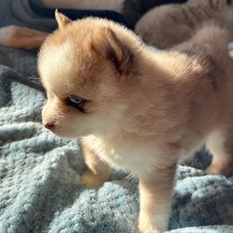 Thanos - Merle male Pomsky puppy in Gunter, Texas from The Painted Pomsky