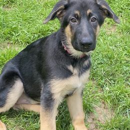 Lilac collar - Black and tan female German Shepherd puppy in Vernon, Connecticut from Bartlett's German Shepherds