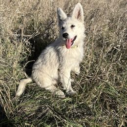 Zoey - White female Berger Blanc Suisse puppy in West Alexandri, Ohio from Twisted Acres