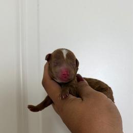 Rony - Red  male Poodle puppy in Miami, Florida from Poodles 4 Life