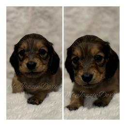 Beau (AKC) - Red male Dachshund puppy in Chehalis, Washington from McJazzin Doxies