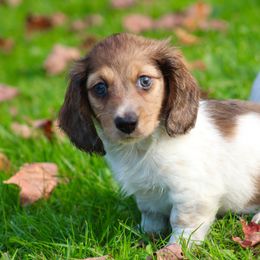 Dachshund Puppies from Mom's Dachshunds