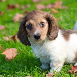 Dachshund Puppies from Mom's Dachshunds