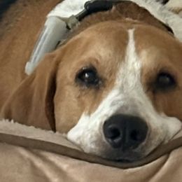 Harriers from Darkfire Harriers