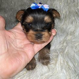 YOLO Boy 2 - Black and tan male Yorkshire Terrier puppy in Darrington, Washington from Seven Cedars Yorkies