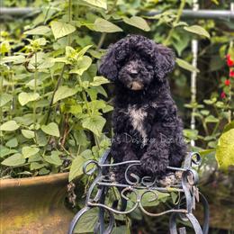 Elara - Black tri-color female Aussiedoodle puppy in Centreville, Mississippi from Trin's Designer Doodles