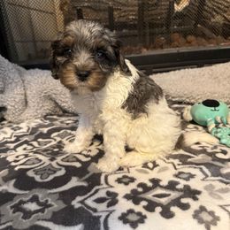 Boy 3 - Merle male Cockapoo puppy in Dahlonega, Georgia from Loveable Cockapoos