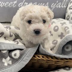 Bolognese Puppies from Blossom Bolognese