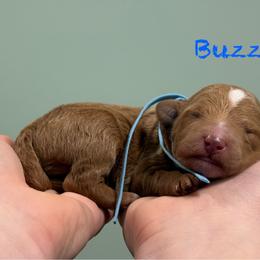 Buzz - Red  male Poodle puppy in Williamsburg, Ohio from Iaroli’s  Small Standard Poodles