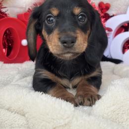 Tinsel - Black and tan male Dachshund puppy in Murrieta, California from Dash of Love