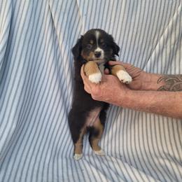 Miniature Australian Shepherd Puppies from Rutland Aussies