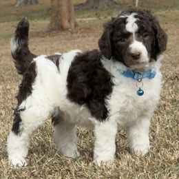 Mr. Aqua collar - Parti male Poodle puppy in Screven, Georgia from Dreamland Standard Poodles