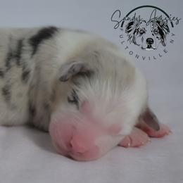 Promise - Blue merle female Australian Shepherd puppy in Fultonville, New York from Sandy Aussies & Pomeranians