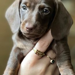 Dachshunds from Morrison Dachshunds