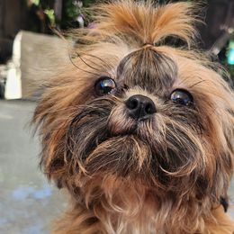 Rocky Balboa - Shih Tzu puppy in California from Lugo Shih Tzus
