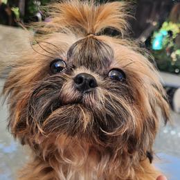 Rocky Balboa - Shih Tzu puppy in California from Lugo Shih Tzus