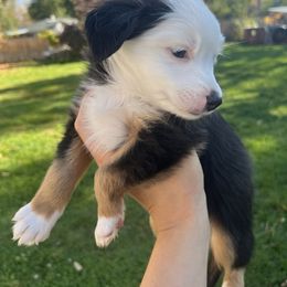 Twilight - Black tri Toy Australian Shepherd puppy in Boise, Idaho from Loving Little Aussies