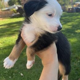 Twilight - Black tri Toy Australian Shepherd puppy in Boise, Idaho from Loving Little Aussies