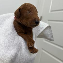 Red collar - Red  female Poodle puppy in San Benito, Texas from Irene's Poodles
