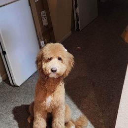 Goldendoodle All Grown Up from Haylee’s Pups & Paws