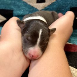 Sweetie Pie - Slate female Border Collie puppy in Mesa, Arizona from Ranch Girl Border Collies