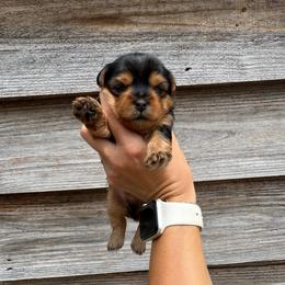 Light Blue Collar Boy - Blue and gold male Yorkshire Terrier puppy in Dewy Rose, Georgia from Dewy Rose Yorkies