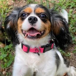 Dazzle - Cavalier King Charles Spaniel