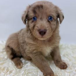 Corduroy - Orange Collar - Red merle male Australian Shepherd puppy in San Marcos, California from Faith Family Freedom Farm