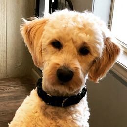 Otis Lee - Goldendoodle