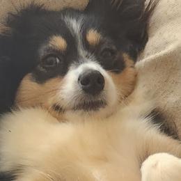 Dory - Miniature Australian Shepherd