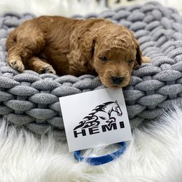Cavapoo, Goldendoodle, and Poodle Puppies from Desert Valley Doodles