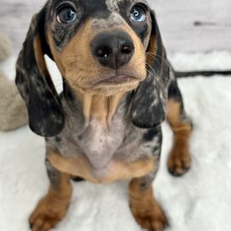 Lucy - Dachshund