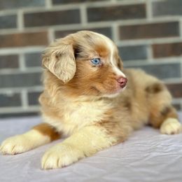 Aussiedoodle, Miniature Australian Shepherd, Pomeranian, and Toy Australian Shepherd Puppies from SBA Aussies