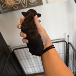 Girl 3 - Black and cream female Dachshund puppy in Stamford, Texas from West Texas Miniature Dachshunds