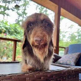 Alfie (RUSSIAN) - Dachshund