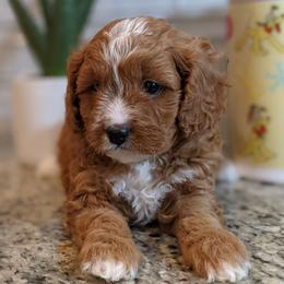 Billy - Red male Cavapoo puppy in Caldwell, Idaho from Terrace Cav's