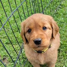 Golden Retriever Puppies from Cedar Life Goldens