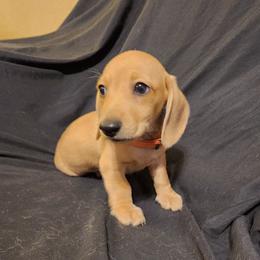 Orange Boy - Cream male Dachshund puppy in Buckeye, Arizona from AZ Dachshund Proud