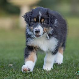 Hustler - Purple Girl - Black tri-color female Australian Shepherd puppy in Victoria, Texas from Rocking Diamond/Point Break