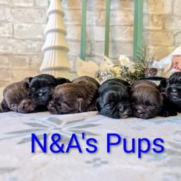 Shih Tzu puppies from Morgan's Shih Tzus