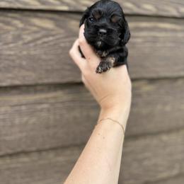 Cocker Spaniel Puppies from MGs Cockers