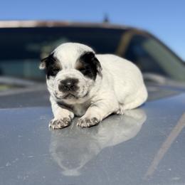 Mike - Blue speckled male Australian Cattle Dog puppy in Rock Point, Arizona from Tully’s Cattledogs