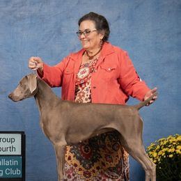 German Shorthaired Pointers and Weimaraners from Lazy Hearts Kennel