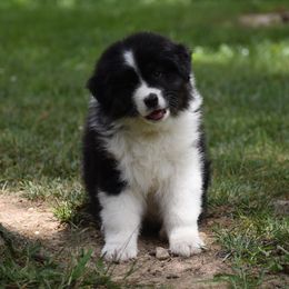 Brown - Black tri-color male Australian Shepherd puppy in Pilot, Virginia from Obsidian Australian Shepherd