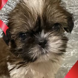 Elvira - Red and white female Shih Tzu puppy in Corpus Christi, Texas from Pam Crump Shih Tzu