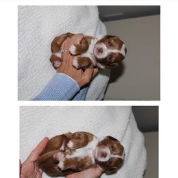 Spot - Red  male Goldendoodle puppy in Trenton, Tennessee from Pickard’s country Golden doodles