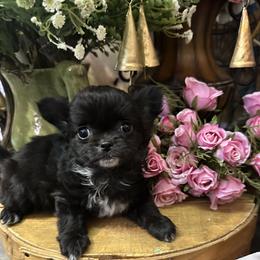 Colby - Black and white female Chihuahua puppy in Northboro, Iowa from So Sweet Chihuahuas
