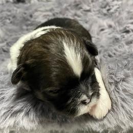 Boy 1 - Black and white male Shih Tzu puppy in Kingsley, Michigan from Joseph's Shih Tzus