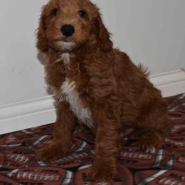 NOAH - Red  male Goldendoodle puppy in Jasper, Indiana from Hilltop Pups By Abby, LLC